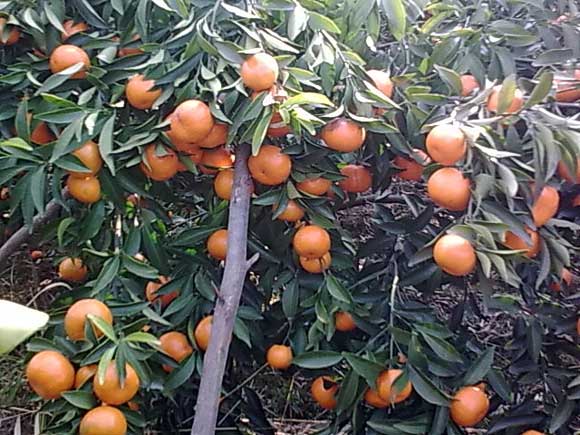 橙子树